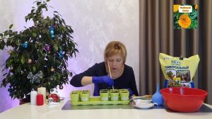 Сажаем перцы на подоконнике Важные нюансы