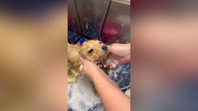 Линька шпица перед весной смотреть онлайн