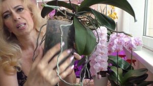 Орхидеи... ВОТ ЭТО ЦВЕТЕНИЕ ??