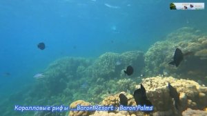 #22. Египет-Шарм Эль Шейх. Top 3 самых красивых коралловых рифов отелей. Релакс.