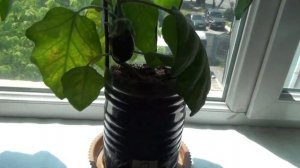 Эффективность применения биостимулятора Энрайвелл на баклажане (26.04.2016)