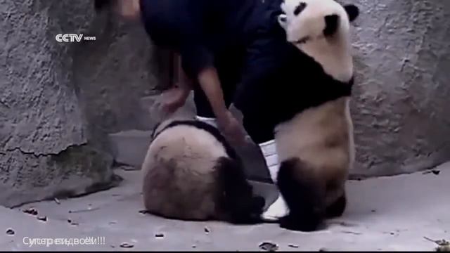 прикол с пандой+ 100500