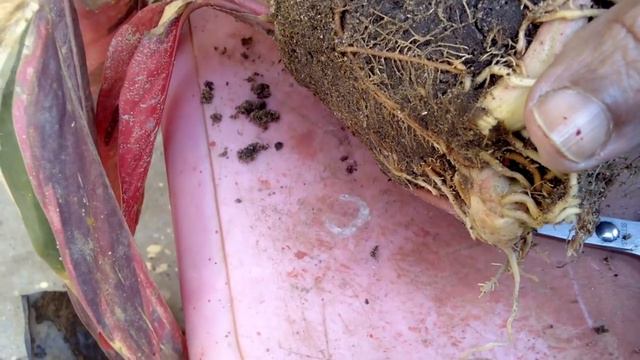How to Grow & Care Variegated Arrow Root /Maranta Arundinacea