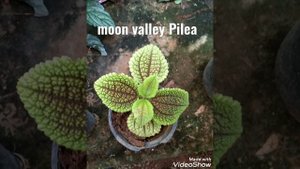 moon valley pilea