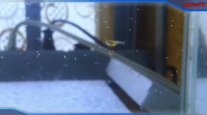 РЫБКА ПЕТУШОК. КОРМЛЕНИЕ МАЛЬКОВ АРТЕМИЕЙ