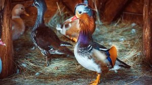 Утка Мандаринка — описание