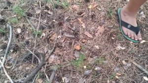 Сбор грибов в Кудряшовском лесу. 10.08.2019