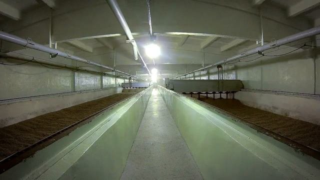 Солодорастительные грядки