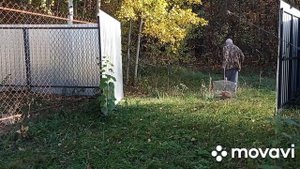 Охота с лайками: натаска щенка по следу