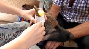 Как ПРАВИЛЬНО КЛЕИТЬ УШИ щенку немецкой овчарки. Sticking German Shepherd puppy ears.Одесса.