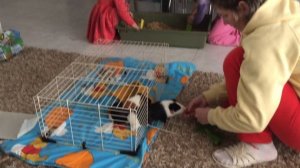 Чистим клетку морским свинкам часть 1