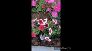 Petunia Plants