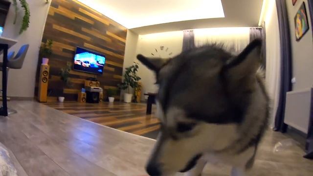 ТРЭШ ПРАНК над собаками / Хозяйка замотана скотчем смотреть онлайн