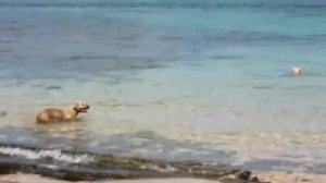 Собаки охотятся на акул