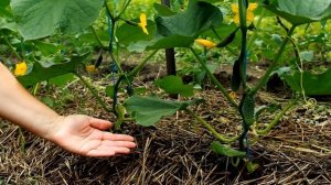 ВСЕГДА С УРОЖАЕМ ОГУРЦОВ БЛАГОДАРЯ ЭТОМУ СПОСОБУ ВЫРАЩИВАНИЯ!