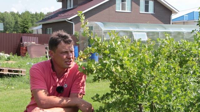 Мучнистая роса на крыжовнике, как я победил мучнистую росу на крыжовнике, однажды столкнулся и больш