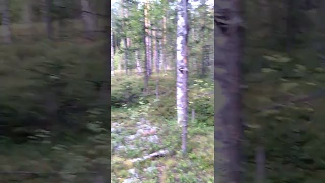 тайга.как я ходил за грибами. смотреть онлайн