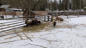 Звероферма Гатчина, Сильвия