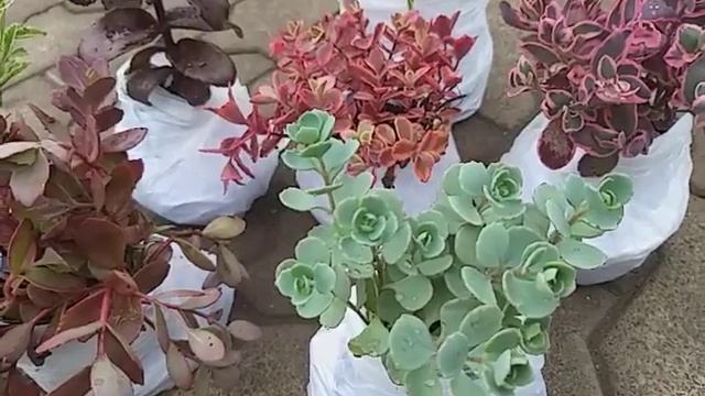 Седумы.Отличное решение для самых солнечных и сухих участков. смотреть онлайн