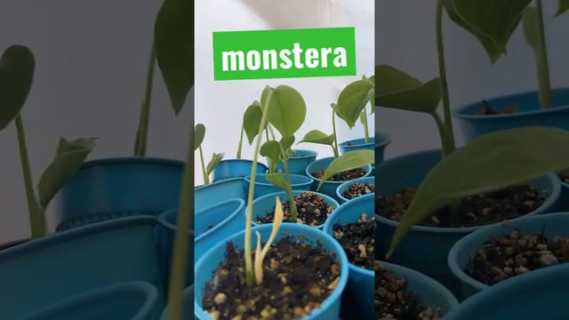 monstera baby