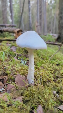 Мухомор вонючий (Amanita virosa). Смертельно ядовит!