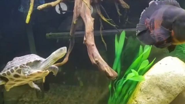 урок 11 маски, морская тематика .2 вариант, откорректировала полоски смотреть онлайн