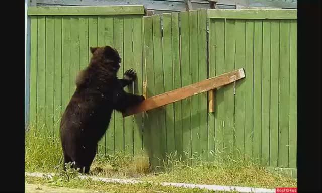 песенка про ПОМИДОРЫ.