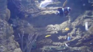 Аквариумная рыбка, рыба клоун шоколадная, Amphiprion chrysogaster, океанариум спб