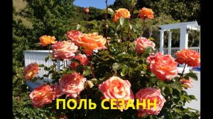 100% ЭТИ РОЗЫ ВАМ ПОНРАВЯТСЯ. САМЫЕ ЗИМОСТОЙКИЕ И ОБИЛЬНО ЦВЕТУЩИЕ РОЗЫ ФЛОРИБУНДА