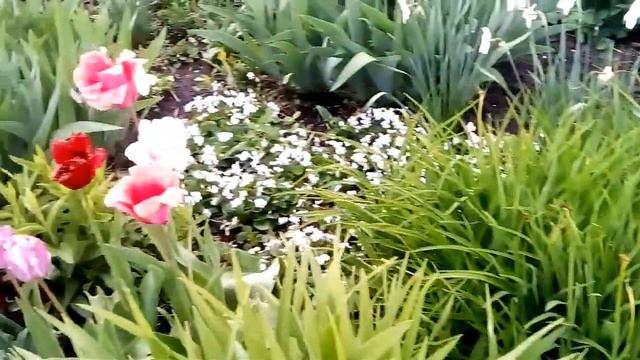 Сделали парник для перца и баклажан. смотреть онлайн