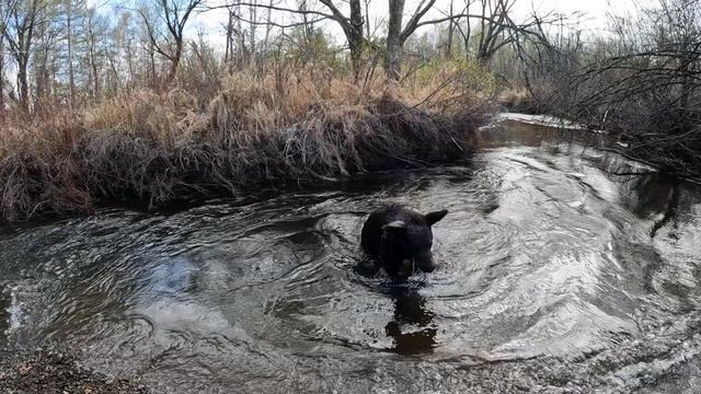 Медвежонок вырос.