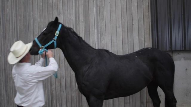 Thoroughbred Horse Characteristics смотреть онлайн