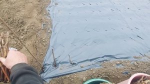 Как посадить виноград весной черенками? (виноградная школка)????