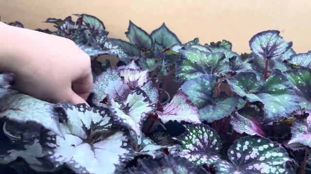 Показываю свои сеянцы.