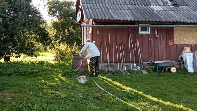 ДЫНИ В ОГОРОДЕ.С ЯБЛОЧНЫМ СПАСОМ ВАС. смотреть онлайн