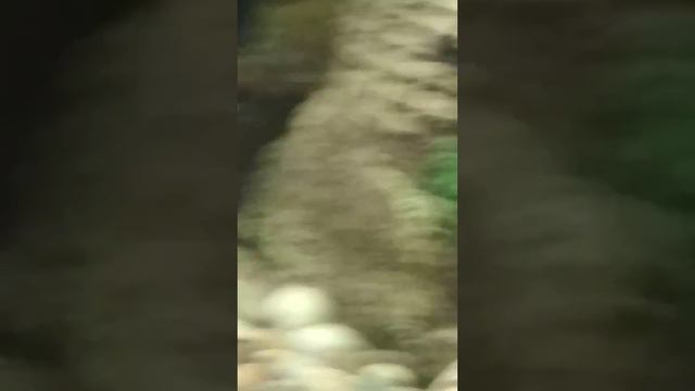 Малёк гуппи в общем аквариуме со взрослой рыбой