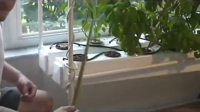 ультразвуковая аэропоника