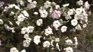 Japanese Spring：Petunia,Flower Garden