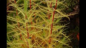 Топ 10 хищных растений