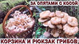 ?ЗА ГРИБАМИ С КОСОЙ.?ПОЛЯНА ОСЕННИХ ОПЯТ?НАКОСИЛ КОРЗИНУ И РЮКЗАК ОПЯТ.?ГРИБЫ ПОДМОСКОВЬЯ