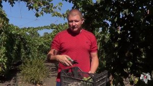 Как правильно Собирать и Хранить урожай винограда