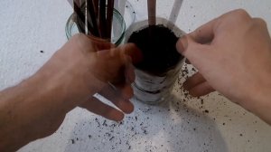 Как укоренить черенок винограда / Выращивание саженцев из черенков винограда