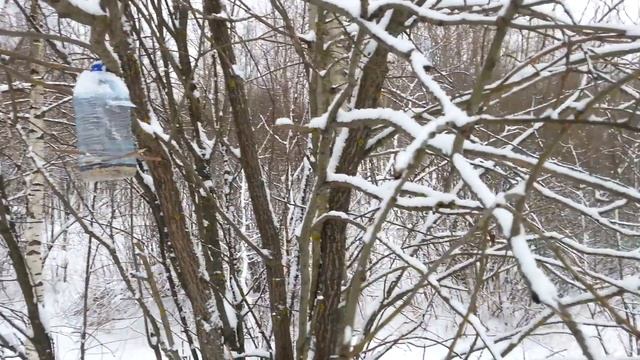 Жизнь синиц в зимнем лесу. смотреть онлайн