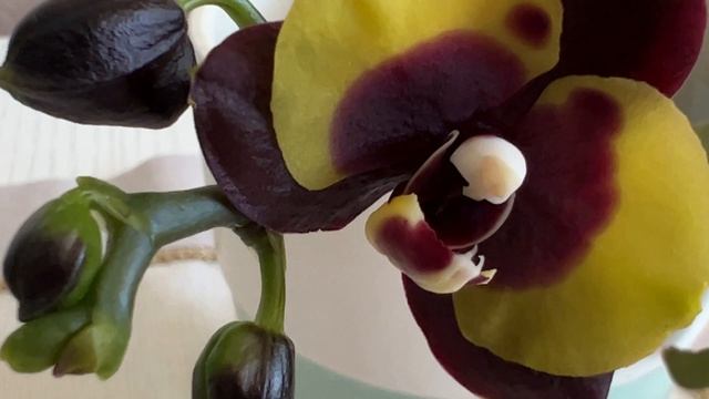 Орхидеи на продажу от Мики и NSK... Море задорных цветоносиков) смотреть онлайн