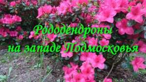 Рододендроны на западе Подмосковья