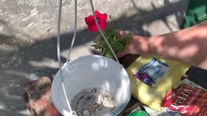 Влог. Петуния. ? Как посадить петунию так , чтобы она цвела весь сезон ? Как посадить петунию.