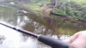 Сима. Зорька по быстрому..mp4