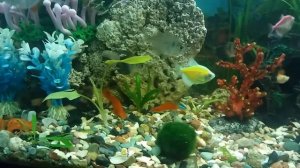 Аквариум, aquarium,лабео, барбус, тернециа, данио,Макрогнаты,раки, нанаакари, долари,