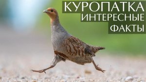 Куропатка. Интересные факты