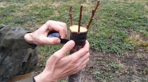 прививка абрикоса простой проверенный способ / grafting tree